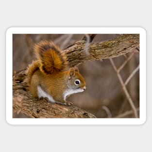 Red Squirrel Sticker